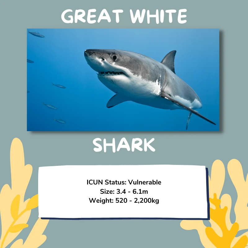 Great white shark facts